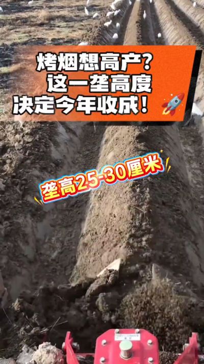 想让烤烟高产，就得从细节抓起。分享一点实打实的干货，只为帮大家少走弯路，种出好烟叶！🌱👍