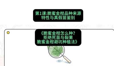 第1节：脆蜜金柑品种来源、特性与真假苗鉴别，课程：《脆蜜金柑怎么种？拒绝死苗与裂果，脆蜜金柑8步避坑种植法》#识农AI
