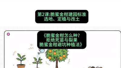 第2节：脆蜜金柑建园标准：选地、定植与改土，课程：《脆蜜金柑怎么种？拒绝死苗与裂果，脆蜜金柑8步避坑种植法》#识农AI