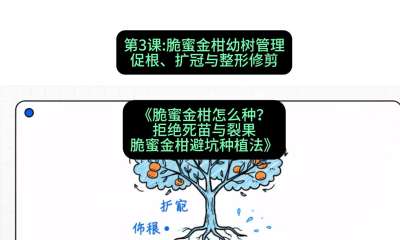 第3节：脆蜜金柑幼树管理：促根、扩冠与整形修剪，课程：《脆蜜金柑怎么种？拒绝死苗与裂果，脆蜜金柑8步避坑种植法》#识农AI