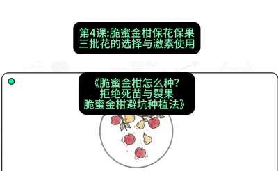 第4节：脆蜜金柑保花保果：三批花的选择与激素使用，课程：《脆蜜金柑怎么种？拒绝死苗与裂果，脆蜜金柑8步避坑种植法》#识农AI