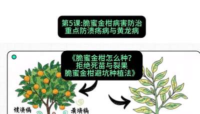第5节：脆蜜金柑病害防治：重点防溃疡病与黄龙病，课程：《脆蜜金柑怎么种？拒绝死苗与裂果，脆蜜金柑8步避坑种植法》#识农AI