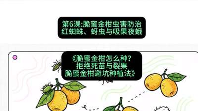 第6节：脆蜜金柑虫害防治：红蜘蛛、蚜虫与吸果夜蛾，课程：《脆蜜金柑怎么种？拒绝死苗与裂果，脆蜜金柑8步避坑种植法》#识农AI