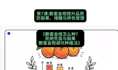 第7节：脆蜜金柑提升品质：防裂果、增糖与转色管理，课程：《脆蜜金柑怎么种？拒绝死苗与裂果，脆蜜金柑8步避坑种植法》#识农AI