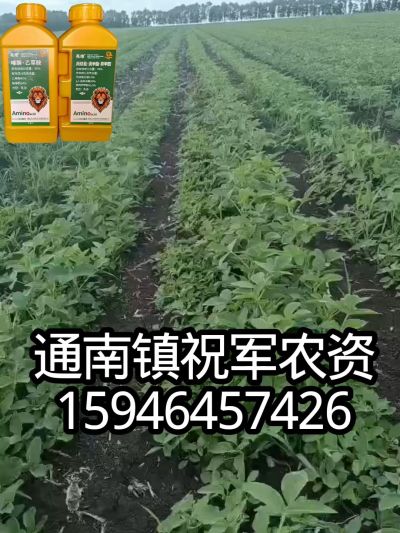 大豆苗前封闭，可封红根苋菜，灰菜，兰花菜，野豆子，捞豆秧等恶性杂草，封杀兼备的高端产品。