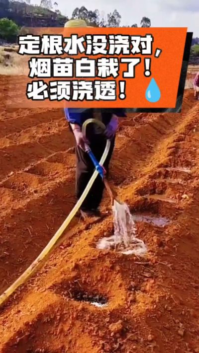 烤烟移栽定根水这么浇，烟苗稳活不僵苗！水里加点它，缓苗快、长势壮，种烟新手必看！
