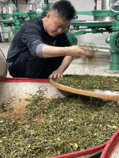 春茶