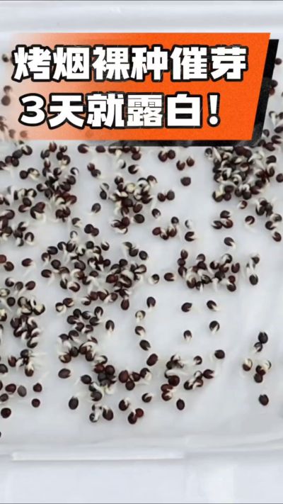 烤烟裸种催芽小技巧，清水浸泡、保温保湿，3天就能露白，出苗快又齐！烟农朋友收藏备用～