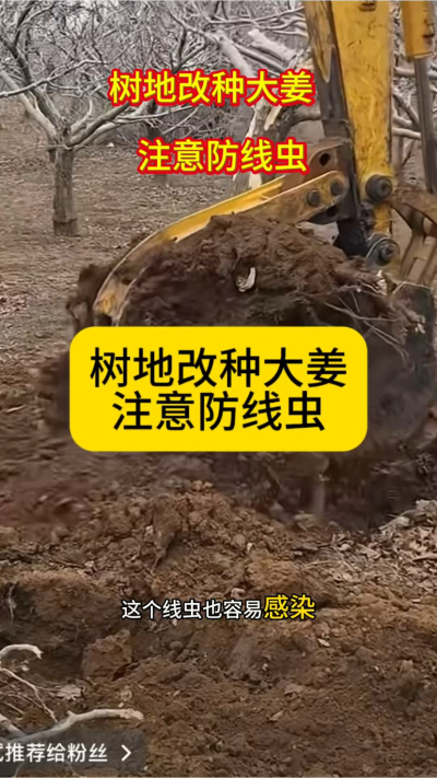 树地改种大姜，注意防线虫！
