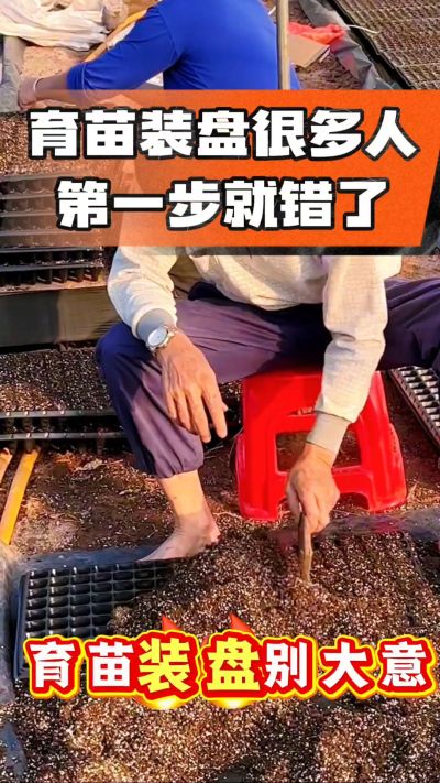 烤烟育苗基质装盘，一步做对，出苗整齐又壮苗！装盘技巧记牢，少走弯路，育苗更省心