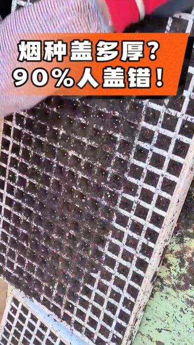烟种盖多厚？90%烟农都盖错！薄盖才出苗齐、不闷种，烤烟育苗关键一步，照着做就对了