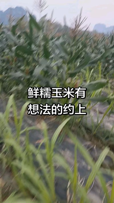 农户种植的白糯玉米大量上市，助农帮农在行动