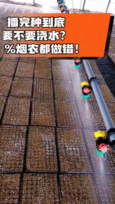 烤烟播完种一定要浇透底水，喷雾慢浇、别大水冲，盘底漏水才算到位，出苗又齐又壮！#烤烟育苗 #烤烟种植 #烟农干货 #育苗技术