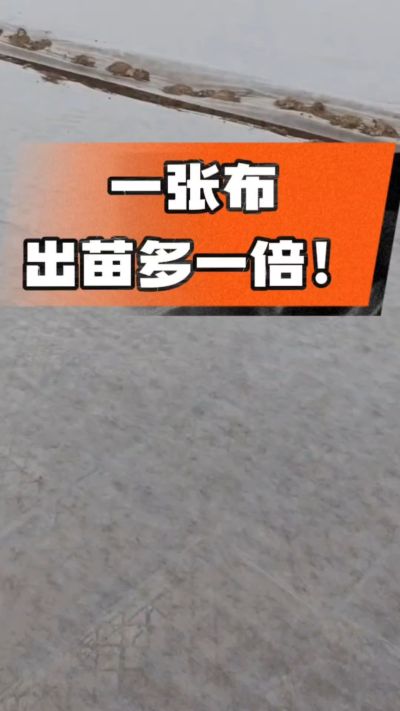 烤烟育苗盖无纺布，保温保湿出苗齐，不烂种、出苗快，烟农必备小技巧！