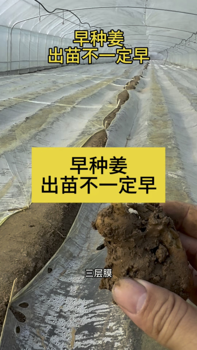 早种姜，出苗不一定早！