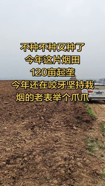 不种不种又种啦，还在咬牙坚持栽烟的老表集合啦！