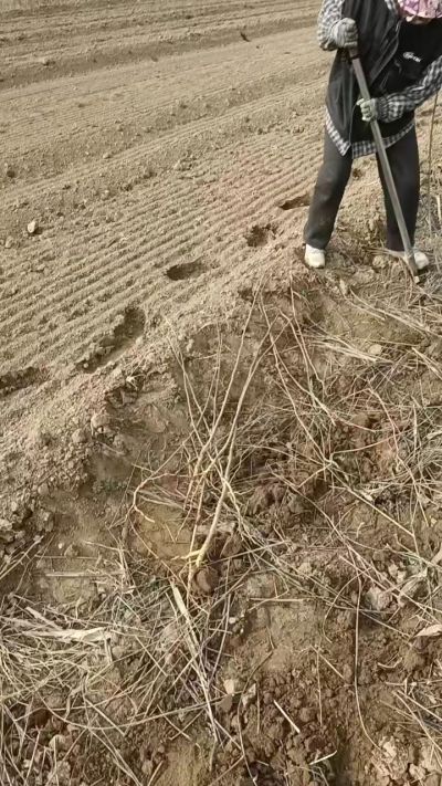 臭椿苗，一年籽播苗，地径0.5/1公分以上。需要联系18534302961