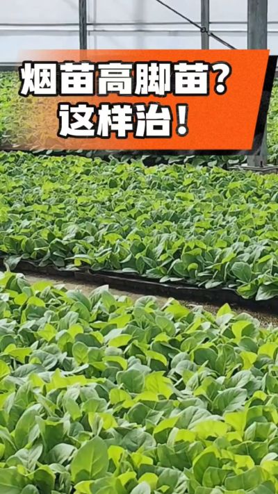 烤烟齐苗期管理关键：精准控温，防高脚苗，培育壮苗好上手！