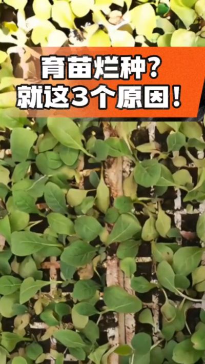 烤烟育苗烂种？3个原因讲清楚！消毒、控水、控温，做到就苗齐苗壮🔥
#烤烟育苗 #烤烟种植 #烂种防治 #烟农