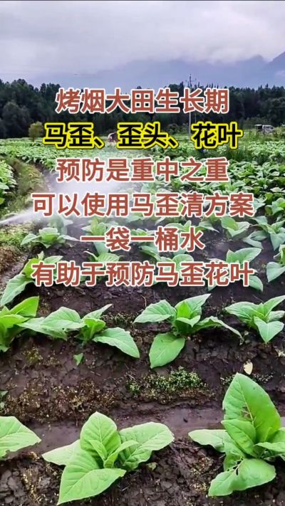 烤烟大田生长期，马歪歪头花叶预防是重中之重，可以使用马歪清方案，一袋一桶水，有助于预防马歪花叶。
烤烟管理早做一步，后期少操心！#烤烟种植#烤烟管理#烤烟大田管理#烤烟病害防治